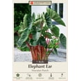 thumbnail image 1 of Hawaiian Punch Elephant Ear 1 Bulb 9/11" - Colocasia - Lime Green/Dark Veins, 1 of 3