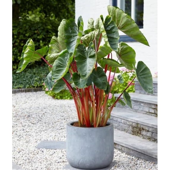 Hawaiian Punch Elephant Ear Bulbs for Planting - Colocasia Esculenta (1 Bulb)