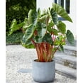 thumbnail image 1 of Hawaiian Punch Elephant Ear Bulbs for Planting - Colocasia Esculenta (3 Bulbs), 1 of 2