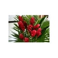 Hawaiian RED (Awapuhi`Ula`Ula) Ginger Plant from a PEST