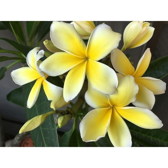 Hawaiian Rare Plumeria Frangipani Plant Planta Cutting Yellow - 10 inch, Full Sun, Unrooted