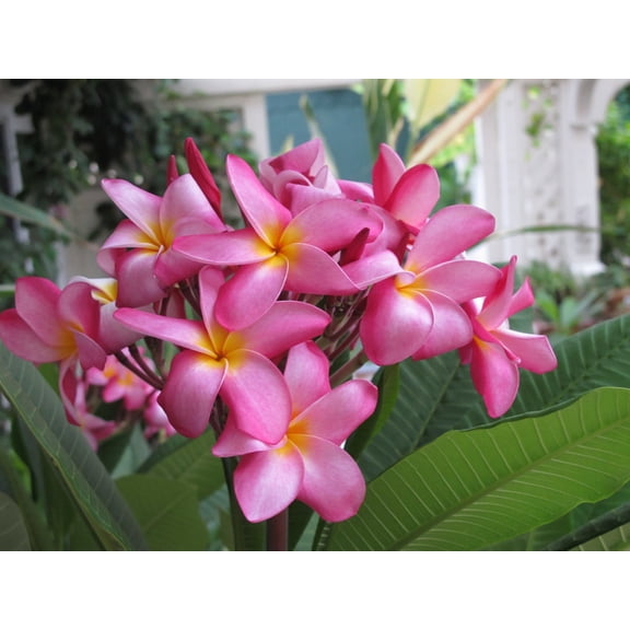 Hawaiian Rare Plumeria Frangipani Plant Planta Cuttings Pink- 10 inch Sun LQ4
