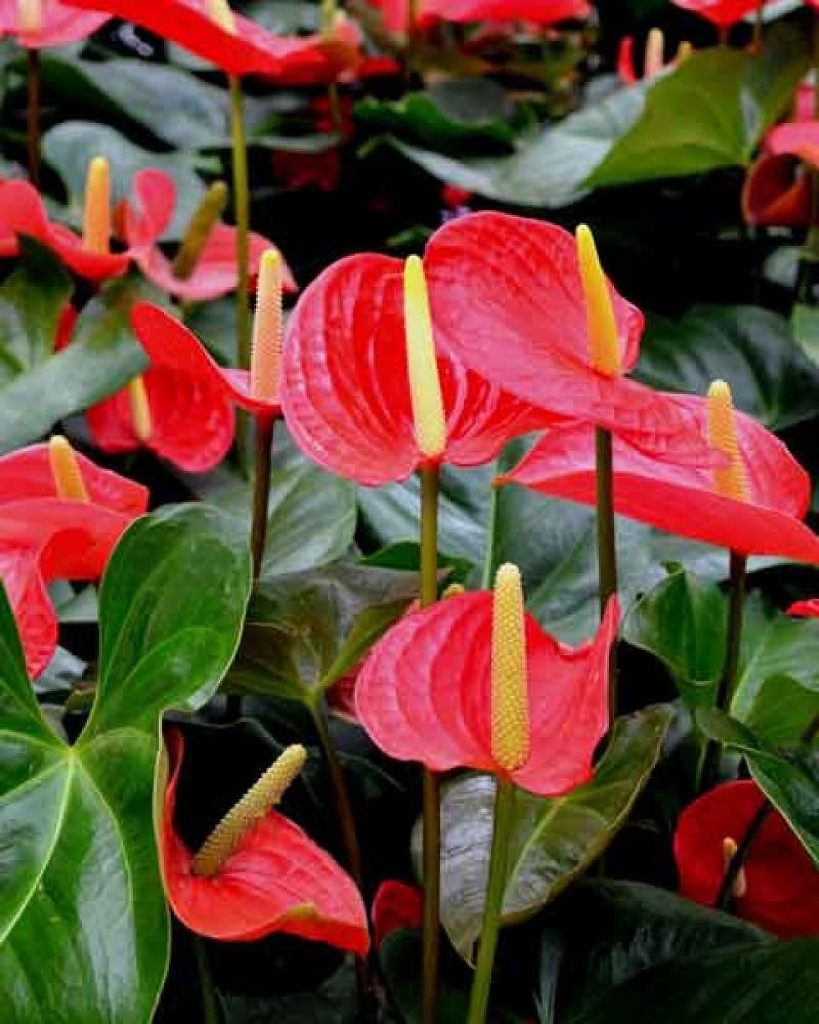 Discount Hawaiian Gifts 6-10" Anthurium Red Live Plants in 2" Pot