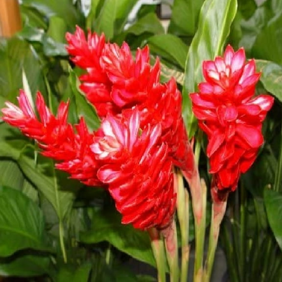 Hawaiian Red Ginger Plant Roots 5 Pk Partial Shade