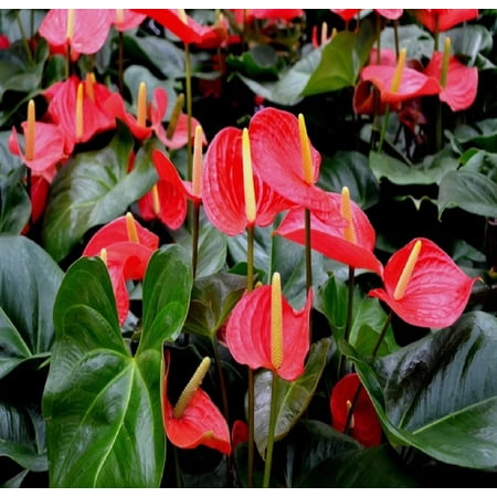 Hawaiian Red Live Anthurium Plant 4"-8" Tall Rooted 2" Pot. Partial Shade