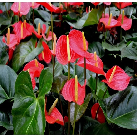 Hawaiian Red Live Anthurium Plant 4"-8" Tall Rooted 2" Pot. Partial Shade