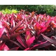 thumbnail image 1 of Hawaiian Red Ti Leaf Plant Cuttings  1 Pk  (2 per Pack) Sun, 1 of 6