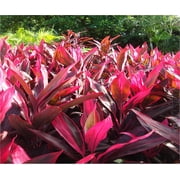 Hawaiian Red Ti Leaf Plant Cuttings 1 Pk 2 per Pack Sun