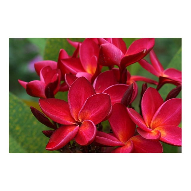 Hawaiian Red Ula`ula Plumeria (Frangipani) Plant Cutting.shipped From