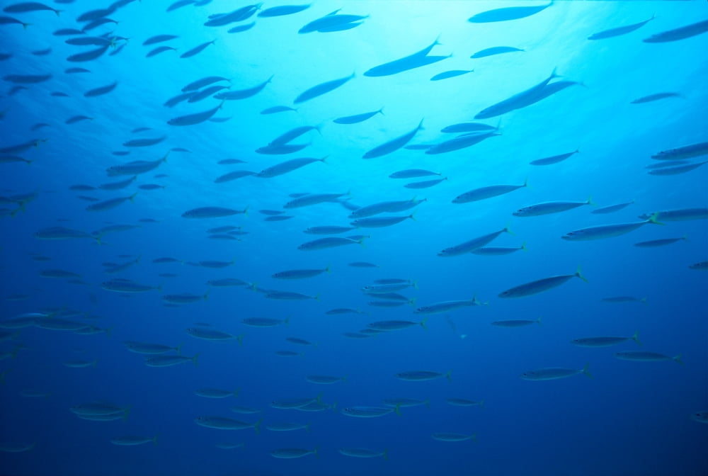 Hawaiian Reef Fish Silhouetted At Surface With Sunburst B1939 Canvas Art - Chris Abraham Design Pics (38 x 24)