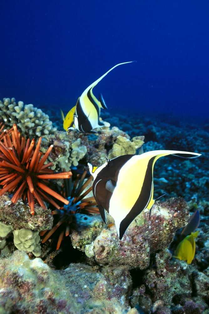 Hawaiian Reef Scene Moorish Idol Slate Pencil Sea Urchin And Reef Fish C1959 Canvas Art - Dave Fleetham Design Pics (12 x 19)