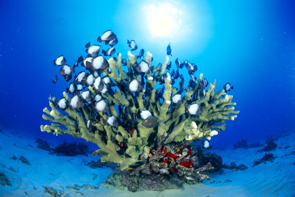 Hawaiian Reef Scene With Antler Coral And Reef Fish Sunburst In Clear Blue Water Canvas Art - Dave Fleetham Design Pics (38 x 24)