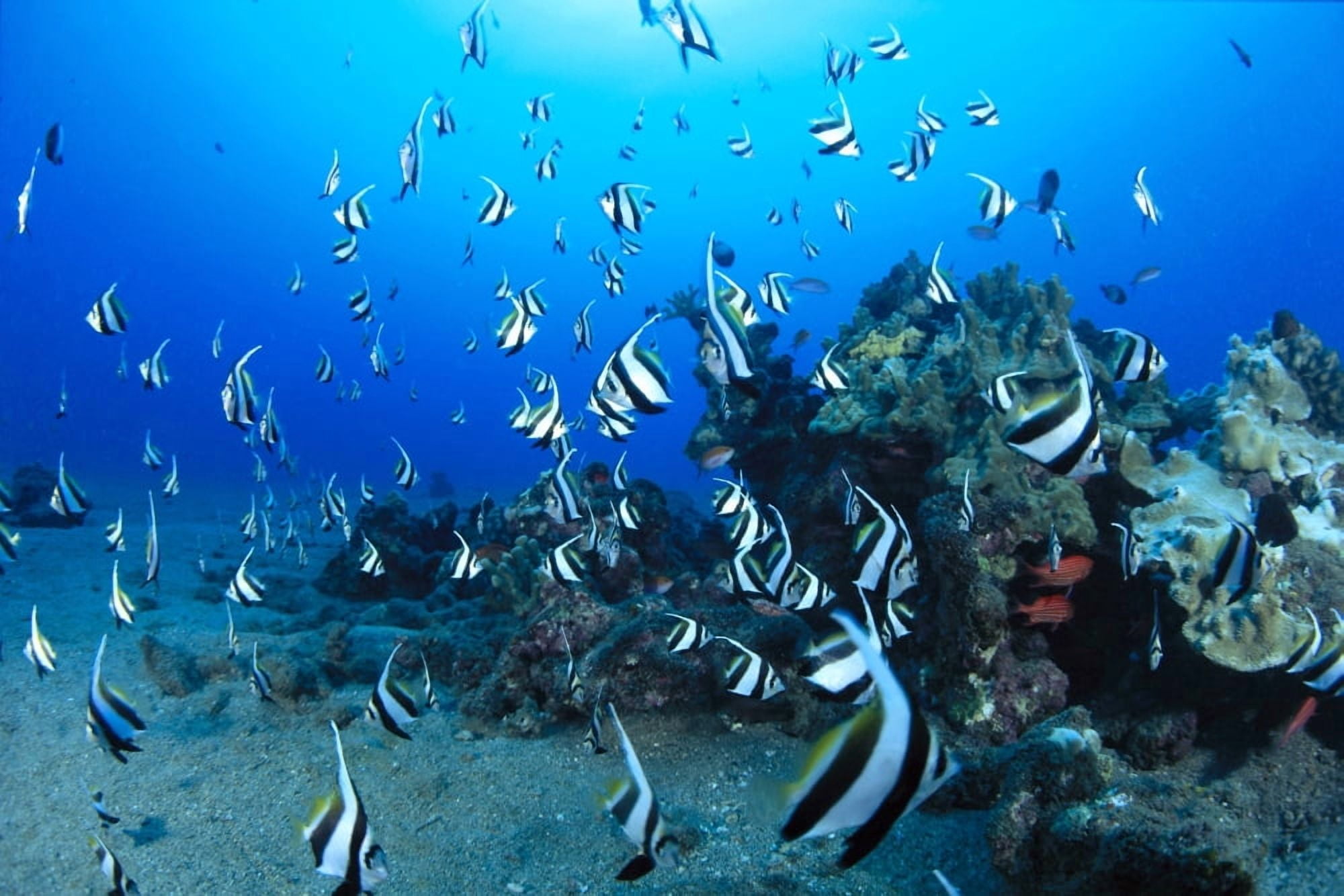 Hawaiian Reef Scene With Pennantfish (Heniochus Diphreutes) C1950 Canvas Art - Dave Fleetham Design Pics (38 x 24)