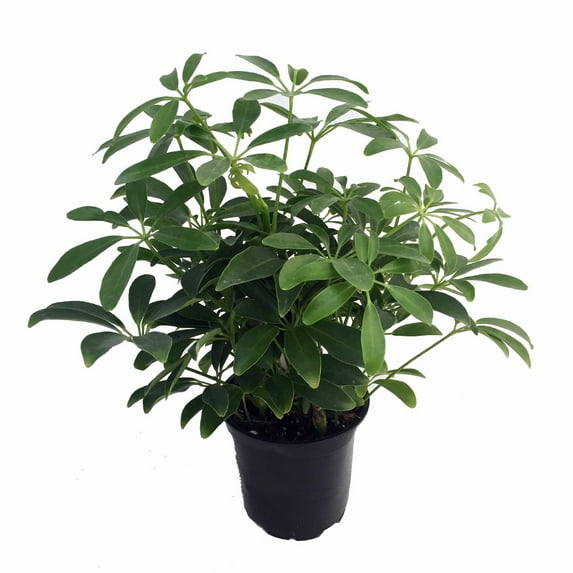 Hawaiian Schefflera Plant - Great Indoors - 4" Pot