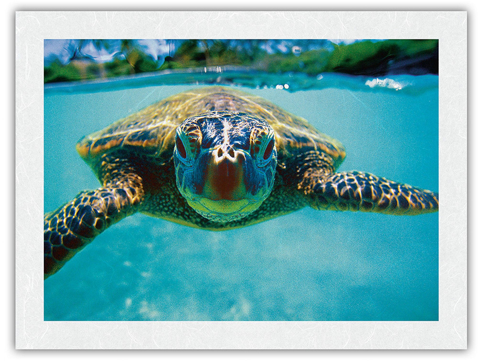 Hawaiian Sea Turtle (Honu) - From an Original Color Photograph by Kirk ...