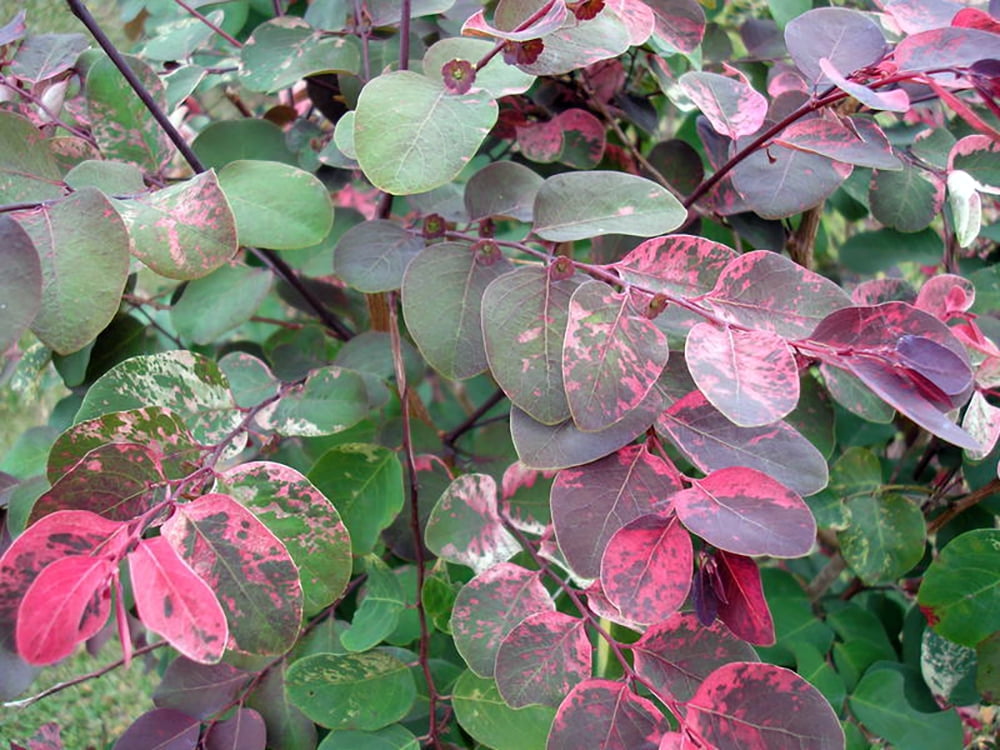 Hawaiian Snow Bush - Breynia disticha 'Roseopicta' -Great House Plant - 2.5" Pot