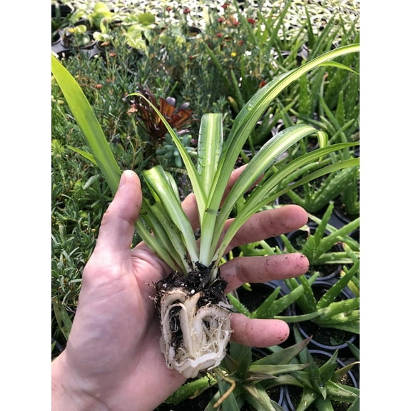 Hawaiian Spider Plant ~ 2 Starter Plants ~ Great for Home and Office