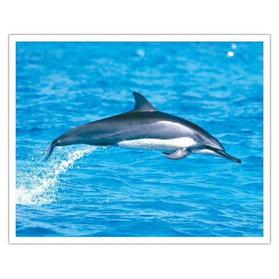 Hawaiian Spinner Dolphin (Nai'a) - From an Original Color Photograph by Michael S. Nolan - Fine Art Matte Paper Print (Unframed) 16x20in