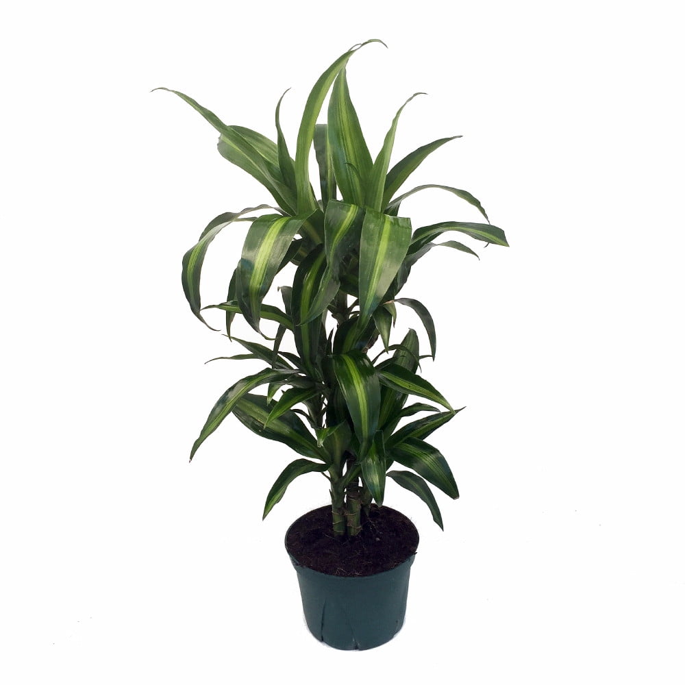 Hawaiian Sunshine Cane Dragon Tree - Dracaena - 6" Pot - Walmart.com