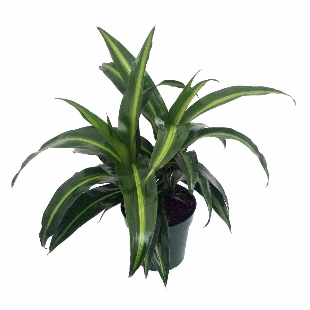 Hawaiian Sunshine Dragon Tree - Dracaena - 5" Pot - Walmart.com