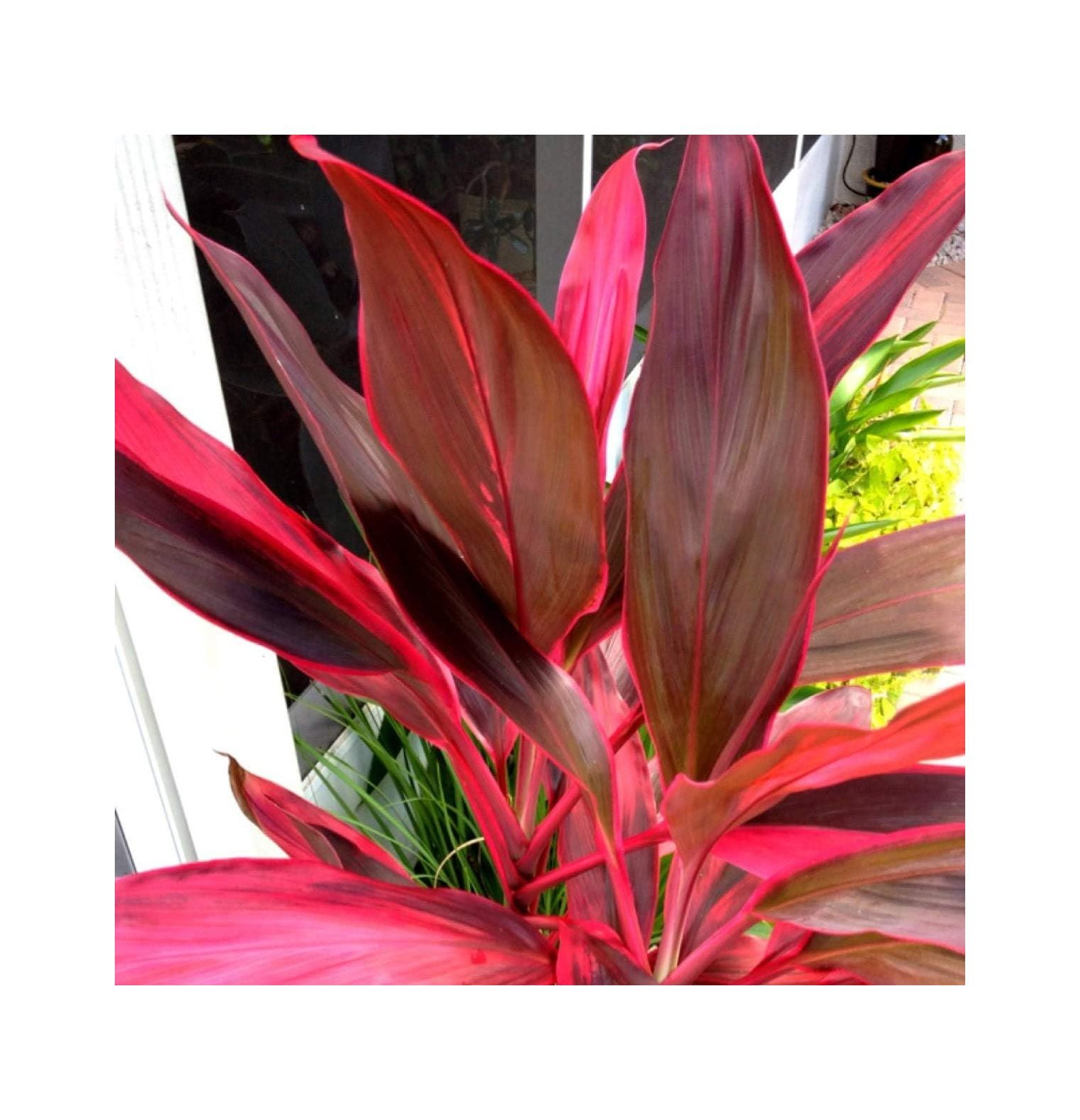 Lucky Hawaiian Ti Plant Logs Live Tropical Ti Plants Red Leaves for