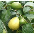 thumbnail image 1 of Hawaiian Tropical Guava Fruit Plant Seeds 1 Pack ( 20 Seeds Per Pack) Full Sun, 1 of 6