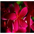 thumbnail image 1 of Hawaiian Tropical Red Frangipani Plumeria Plant Cutting Full Sun 1 Pk, 1 of 6