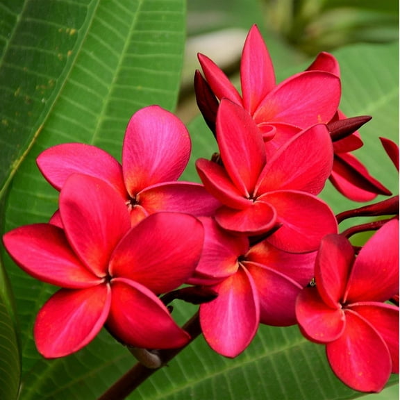Hawaiian Tropical Red Plumeria Live Plants Cutting, Full Sun