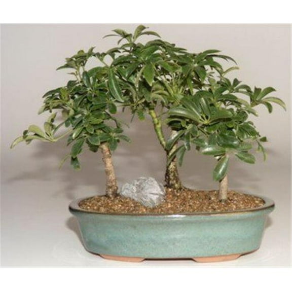 Hawaiian Umbrella Bonsai Tree - 3 Tree Forest Group - Arboricola Schefflera Luseanne