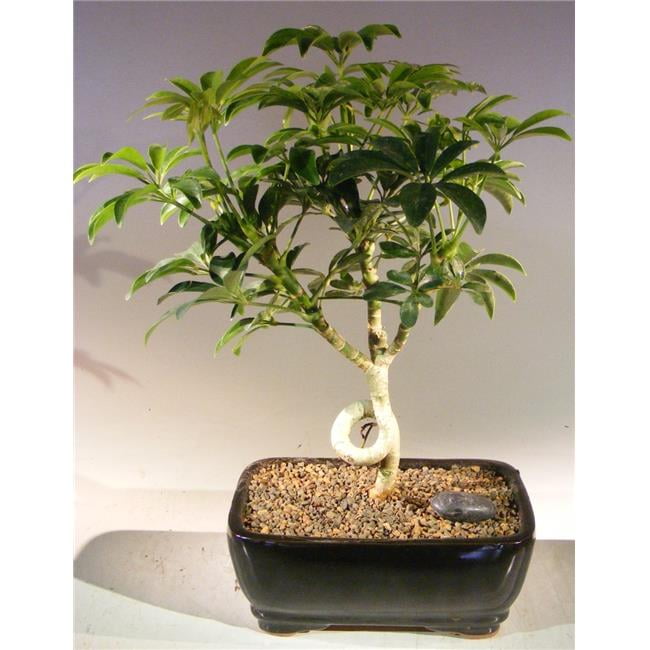 dracena deremensis lemon lime Dracaena Lemon Lime | Care Guide and Pro Tips - Delivery from Toronto  across Canada