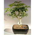 thumbnail image 1 of Hawaiian Umbrella Bonsai Tree - Arboricola Schefflera Luseanne - Medium, 1 of 1