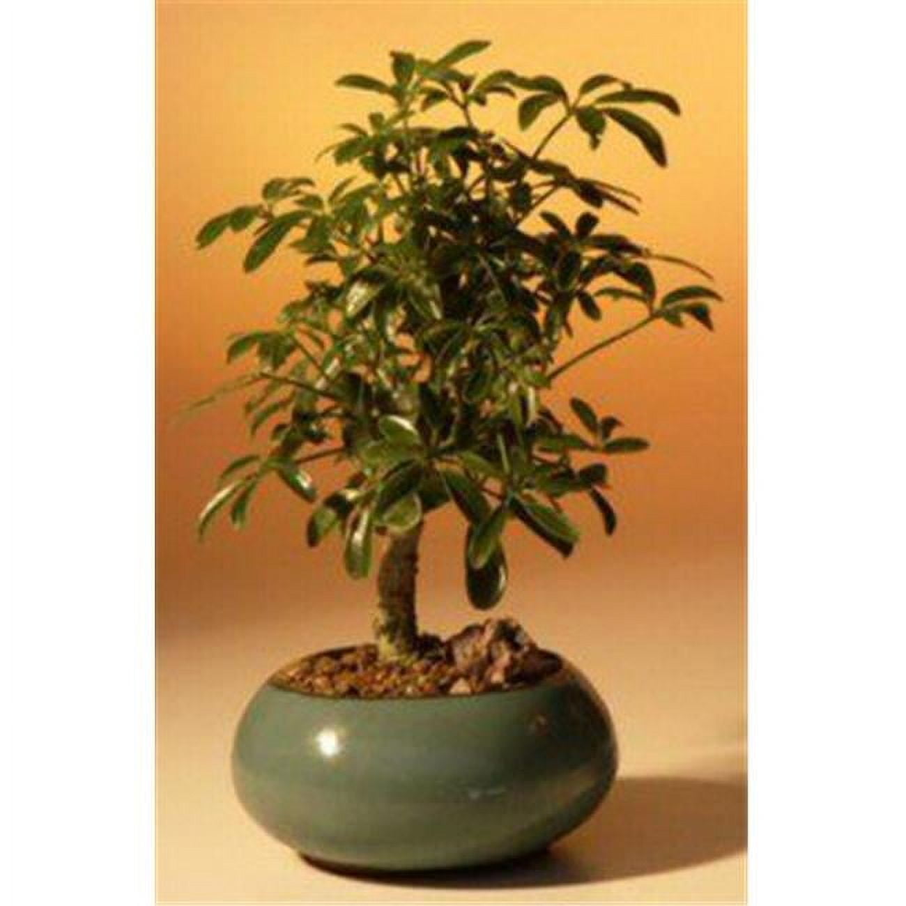 Hawaiian Umbrella Bonsai Tree - Arboricola Schefflera Luseanne - Small -  Walmart.com