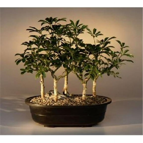 Hawaiian Umbrella Bonsai Tree - Five Tree Forest Group - Arboricola Schefflera Luseanne