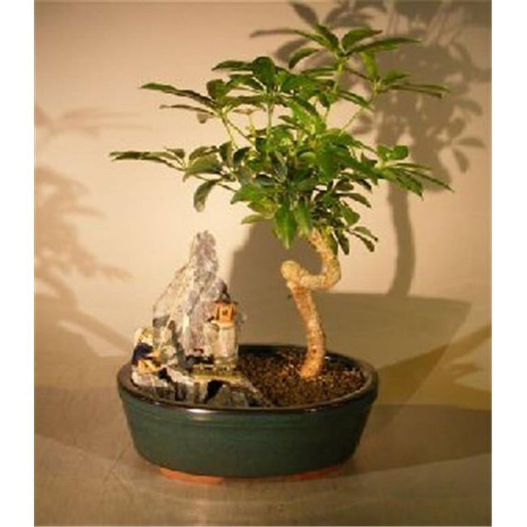 Hawaiian Umbrella Bonsai Tree with Coiled Trunk - Stone Landscape Scene -  Arboricola Schefflera Luseanne - Walmart.com