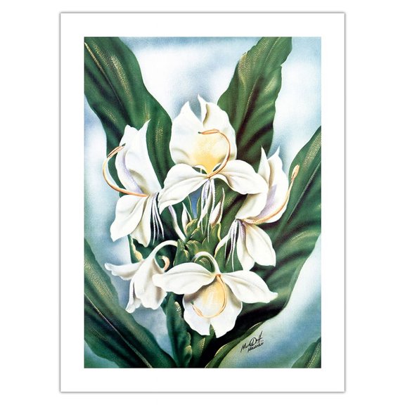 Hawaiian White Ginger (Awapuhi Ke'oke'o) - Vintage Hawaiian Airbrush Art by Ted Mundorff c.1940s - Fine Art Matte Paper Print (Unframed) 18x24in