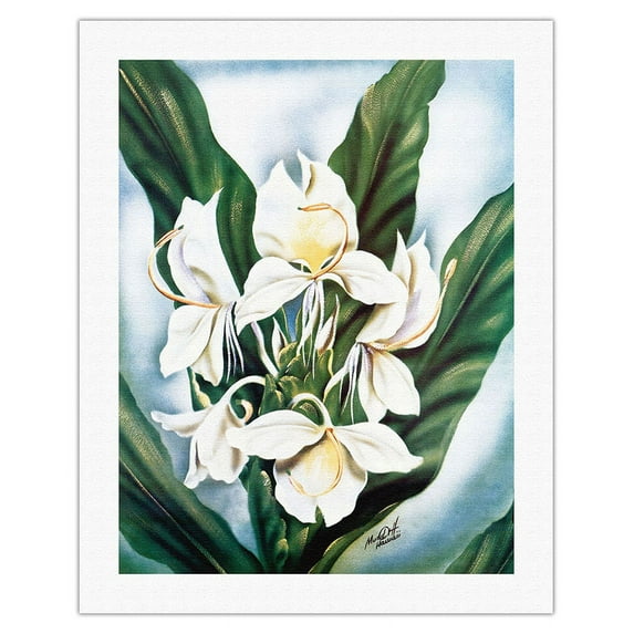 Hawaiian White Ginger (Awapuhi Ke'oke'o) - Vintage Hawaiian Airbrush Art by Ted Mundorff c.1940s - Fine Art Rolled Canvas Print 20in x 26in