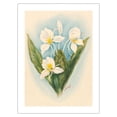 thumbnail image 1 of Hawaiian White Ginger - Vintage Hawaiian Airbrush Art by Ted Mundorff c.1940s - Bamboo Fine Art 290gsm Paper (Unframed) 12x16in, 1 of 4