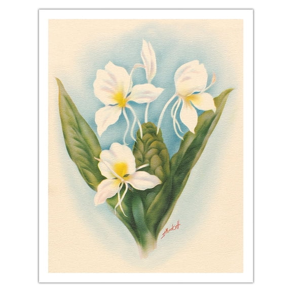 Hawaiian White Ginger - Vintage Hawaiian Airbrush Art by Ted Mundorff c.1940s - Fine Art Matte Paper Print (Unframed) 11x14in