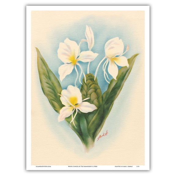 Hawaiian White Ginger - Vintage Hawaiian Airbrush Art by Ted Mundorff c.1940s - Master Art Print (Unframed) 9in x 12in