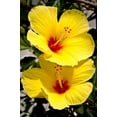 thumbnail image 1 of Hawaiian Yellow Hibiscus Live Shrub Cutting - 1 PK 2"-4" Long Unrooted Full Sun, 1 of 5