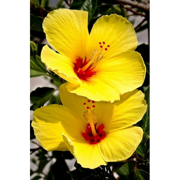 Hawaiian Yellow Hibiscus Live Shrub Cutting - 1 PK 2"-4" Long Unrooted Full Sun