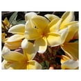 thumbnail image 1 of Hawaiian Yellow Melemele Plumeria Frangipani Plant Cutting, 1 of 6