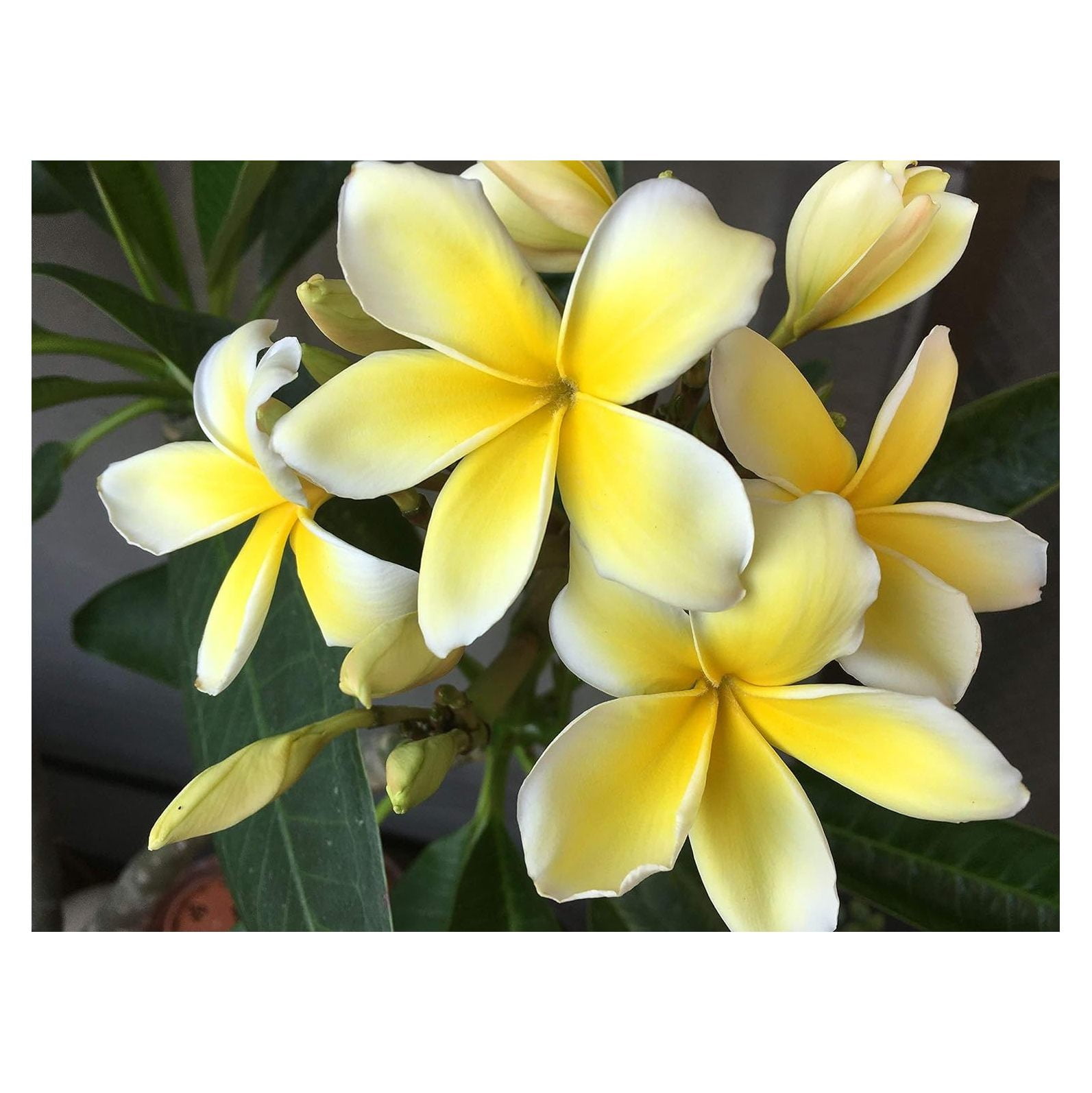プルメリア  Hawaiian Hawaii産 Amazon.com : Hawaiian Yellow Plumeria Plant Cuttings (Pack