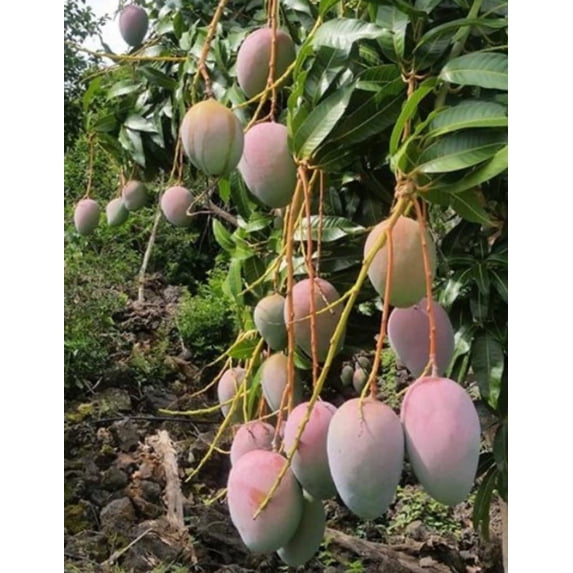 JAVAGREEN Hawaiian Dwarf Mango Tree, Grafted, Compact, Ships Free in 3 ...