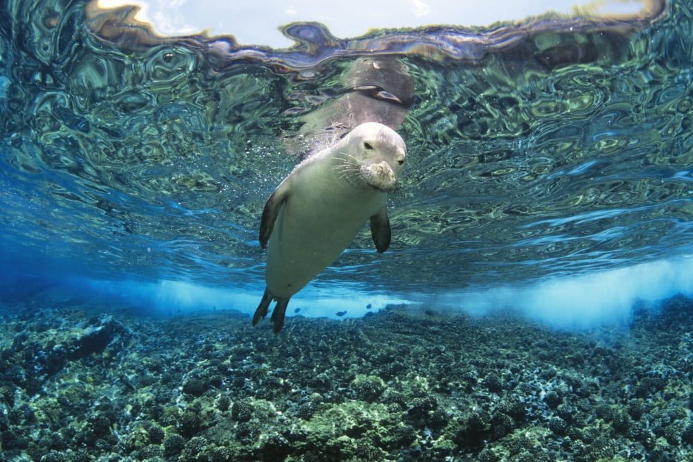 Hawaiian monk seal (Monachus schauinslandi) over reef nr surface w refelctions Canvas Art - Dave Fleetham Design Pics (34 x 22)