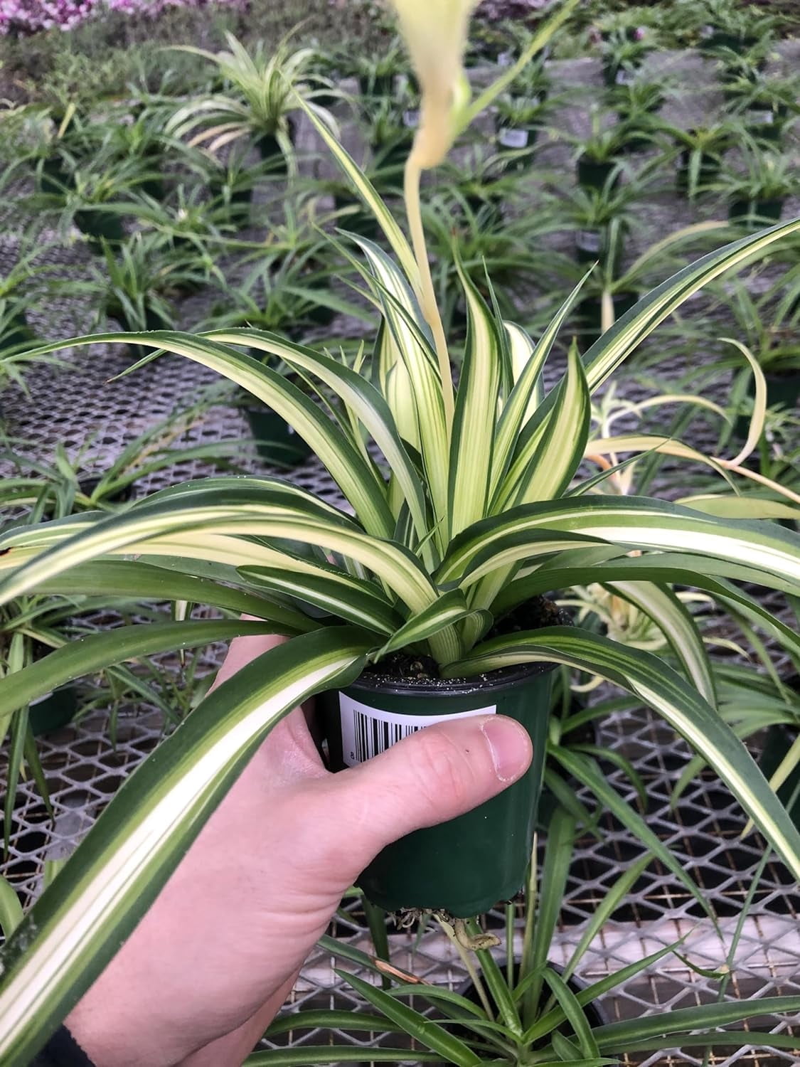 AUGUST BREEZE FARM Hawaiian Spider Plant, Variegated Green and White, Live  Air-Purifying Plant - Walmart.com