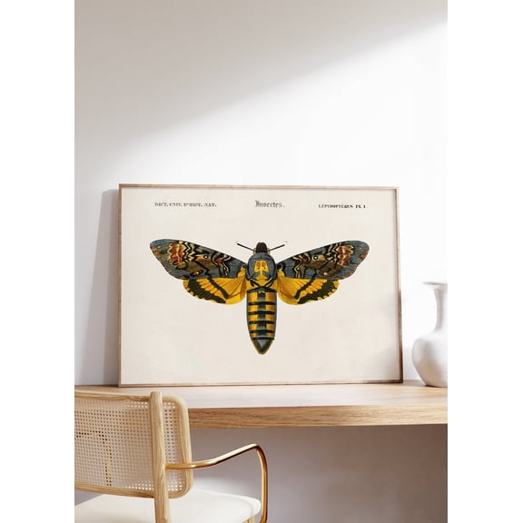 Hawk Moth Butterfly Victorian Unframed Paper Print