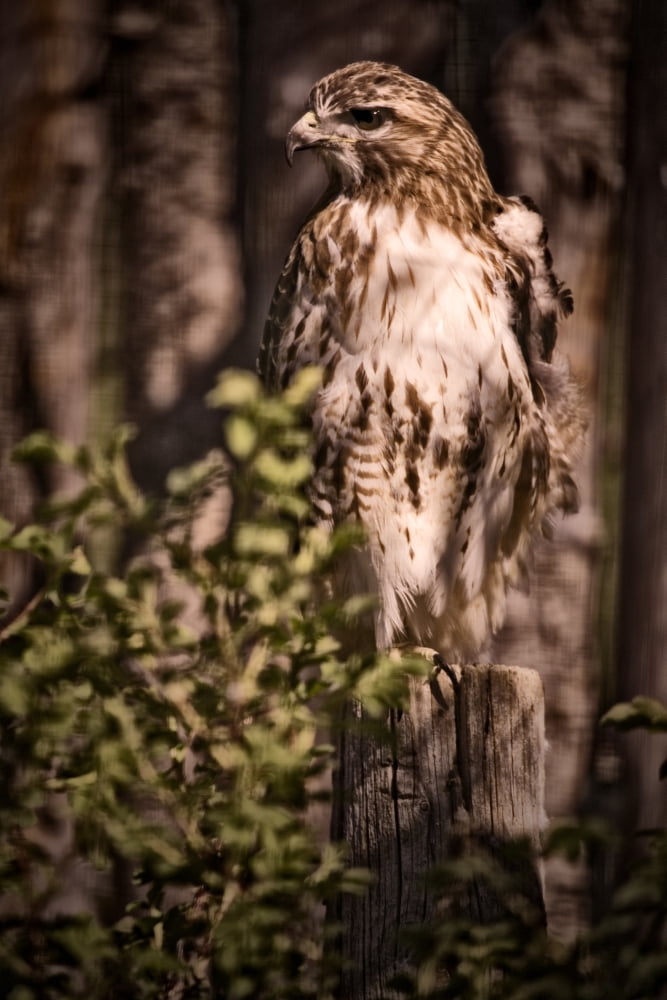 Hawk On A Post Saskatoon Saskatchewan Canvas Art - Chad Coombs Design Pics (24 x 36)