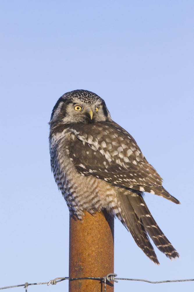 Hawk Owl Is Perched On A Fence Post Near Portage In Southcentral Alaska During Winter Canvas Art - Doug Lindstrand Design Pics (12 x 19)