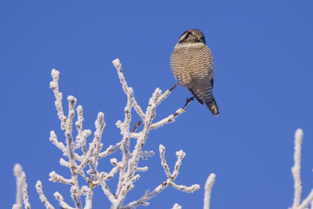 Hawk Owl Perched On Hoarfrosted Branches Near Girdwood On A Below Zero Degree Day In Winter Southcentral Alaska Canvas Art - Doug Lindstrand Design Pics (38 x 24)